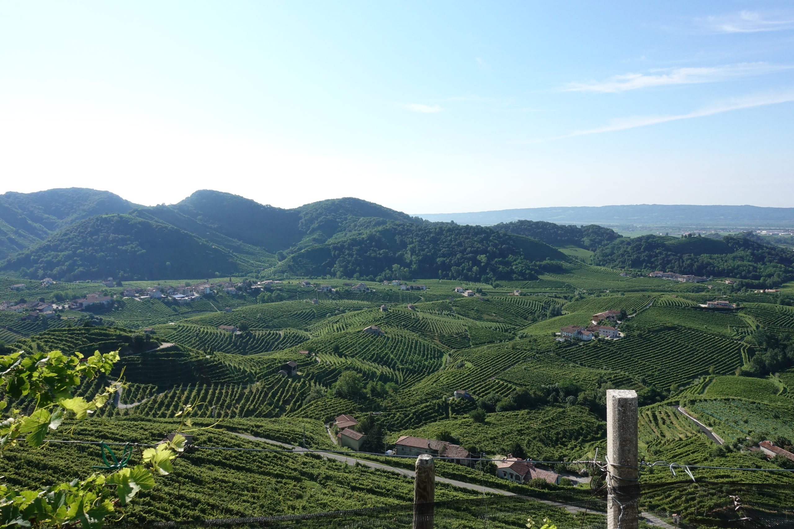 “Just Walking Through the Vineyards”