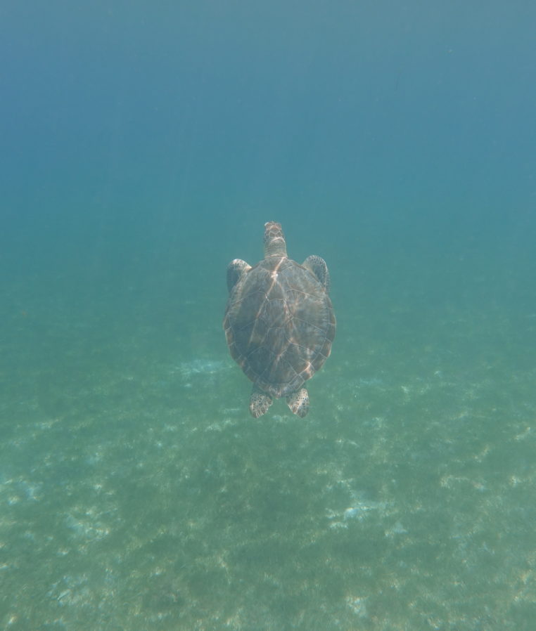 Turtle Flybys